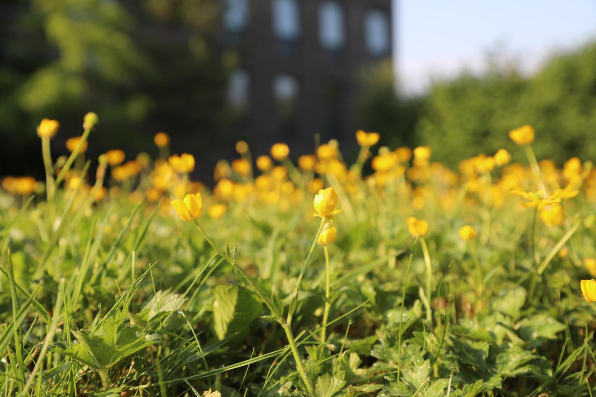 Goldcrest Village Apartments University Of Голуей Екстериор снимка